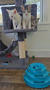 Waking the crew up for some mid morning playtime. | Animal Creep Pet Sitting