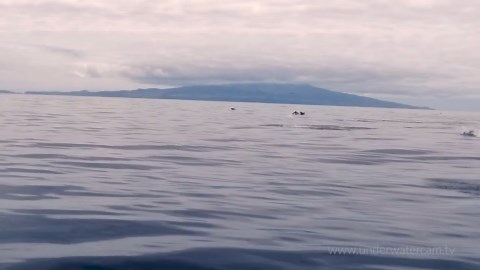 Amazing Dolphins - Relaxing Stock Footage Reel of Different Species of Dolphins - Bottlenose, ...