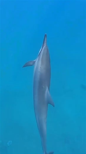 Close Encounter with Dolphins – An Unforgettable Moment