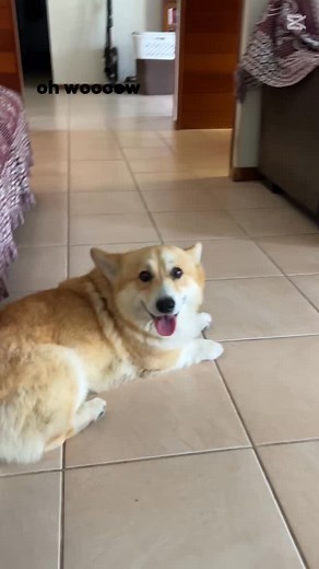 Meet Storm Boy… our newest Corgi with confidence for days 🤭 Today’s mood: “Oh wow, I’m too beautiful.” Honestly? He’s not wrong. Life on the ridge just got a whole lot cuter. 🐾✨ 📍 Follow along for Corgi chaos, country living, and all things adorable. #corgilove #corgilove #corgicommunity #corgisofinstagram #corgi #corgiobsessed #doglovers #petlovers #aussiecorgi #corgibutt #corgisofaistralia | Elbella Ridge Welsh Pembroke Corgi's