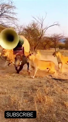 “Pig siren ON… and lions jumped like the principal just entered the class! 😂🚨🐗🦁🔥” #fannyanimals