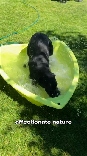 There's nothing better on earth. 💛🖤🤎 🎥: @elvisbatzthelab | Desert Labrador Retriever Rescue