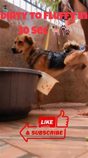 Dog Bath Timelapse 🐕 | Watch Bogie’s Transformation in Seconds! | Satisfying Clean-Up