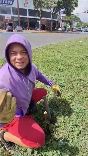 This is how we planted these sapote trees #cali #plants #colombia #nature #planet