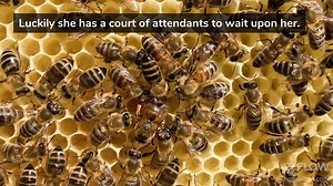 Bee fact: 👑🐝 The queen bee is always accompanied by royal attendants. The worker bees who make up the royal court are vital to the health and survival of the queen, who is incapable of taking care of her own basic needs. The queen’s attendants are responsible for cleaning, grooming, carrying her waste and tending to her every need. She doesn't even have the correct anatomy to digest her own food, which the attendants predigest and feed to her. This leaves the queen plenty of time to spend on t