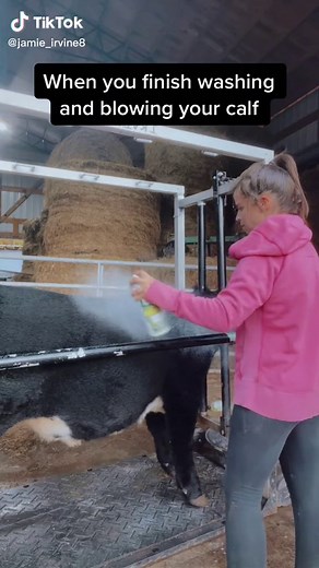 It never fails #showcalf #cattle #steer #fyp #foryou #foryoupage