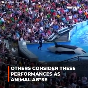 7.9K views · 93 reactions | The dark truth behind orca shows in water parks. | The Kiwi | Facebook
