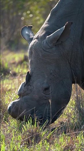 The ultimate Sabi Sands Safari experience at @dulinilodge in South Africa 😍🦒🐆🦏🦓🐘
