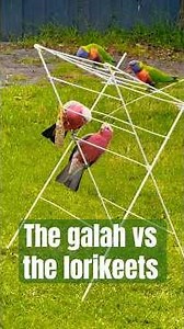 The #galah vs the #lorikeets . Look who is our guest today