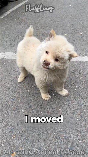 I saved a poor puppy that keeps on walking in circles! #dog #rescue #aishorts #humanity