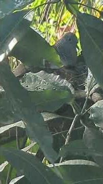 Wood Pigeon is Taking care of Its Baby