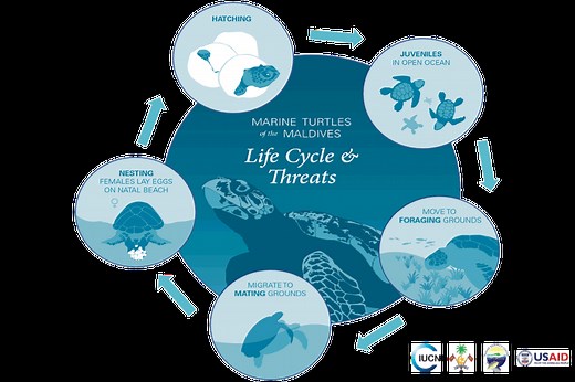Life Cycle of Turtles - Olive Ridley Project