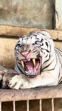 Un char d'assaut de 260kg contre une ombre invisible : l'exécution est chirurgicale #tigre #combat