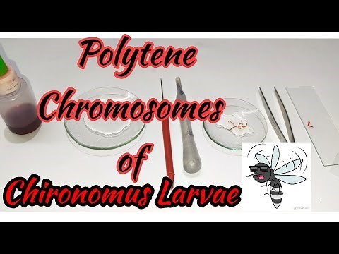 Study of Polytene chromosomes | Chironomus larvae | Chironomus plumosus | Zoology Practical