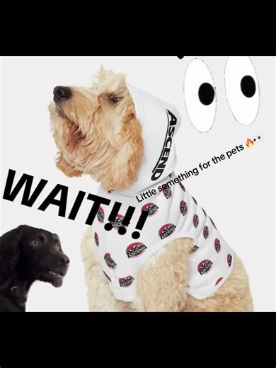 Dog Grooming Styles for a Fresh Look