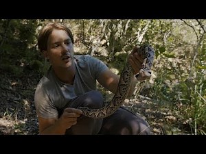 Stunning Deadly Gaboon Viper!!! With Worlds Largest Fangs Next to River taking tickles
