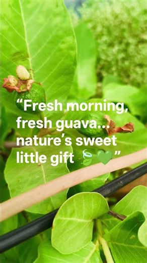 Morning Freshness from My Guava Tree 🌿🍈