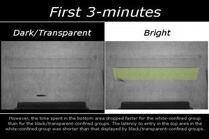 File:Differences-in-Spatio-Temporal-Behavior-of-Zebrafish-in-the-Open-Tank-Paradigm-after-a-Short-Period-pone.0019397.s002.ogv - Wikimedia Commons