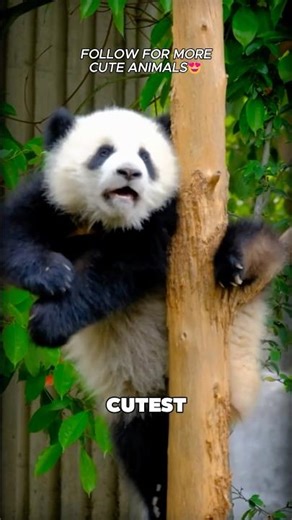 The Cutest Bear Baby Ever 😍 Panda Cub Facts