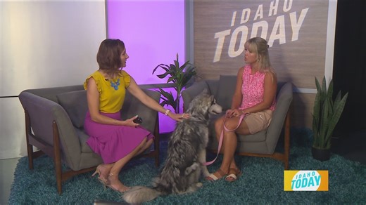 Idaho Today: The latest adoptable pet at the Idaho Humane Society
