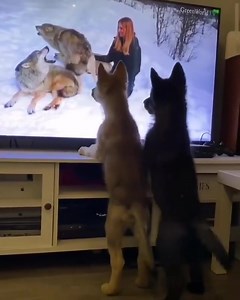 907K views · 57K reactions | Wolf pups trying to get inside the TV to meet the wolves I howled with in Norway  #wolf #wolves #animalwatch #wolfhowl | Anneka Svenska | Facebook