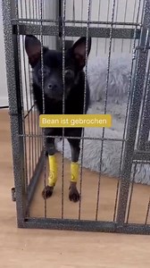 💔💔💔 Nur Absagen – Toypinscher Bean (1 Jahr) sucht ein Zuhause Bean wartet nun schon seit fünf Monaten auf Menschen, die ihn lieben, so wie er ist. Obwohl der kleine Toypinscherrüde Menschen großartig findet, hat sich bisher niemand für ihn entschieden. Als Welpe wurde Bean an ein Teenagermädchen verkauft – ohne das Wissen ihrer Eltern. Dort brach er sich beide Vorderbeine. Die Behandlungskosten konnten nicht getragen werden, und auch für das Tierheim war der Pflegeaufwand zu groß. So kam Bean
