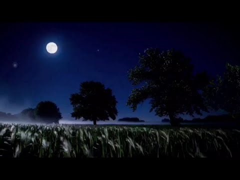 Cricket and Wind Sounds -1 hours of relaxing sounds to help you fall asleep