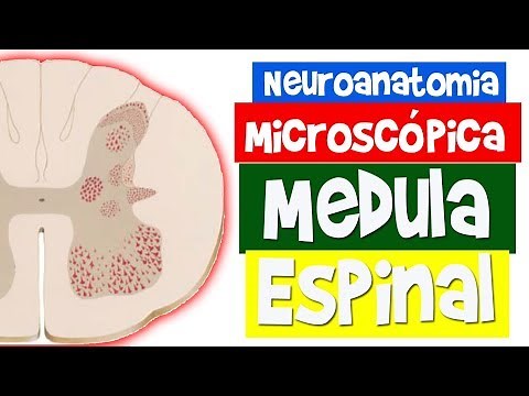 SPINAL CORD - Microscopic Neuroanatomy - Rogério Souza #2