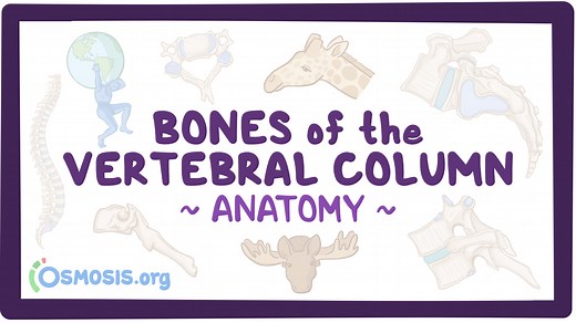 Bones of the vertebral column: Video, Causes, & Meaning | Osmosis