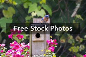 Free Hd Deskop Wallpaper Roses Photos