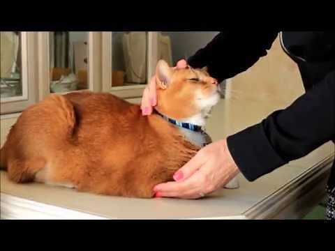 Reiki Animal Treatment for Dogs and Cats