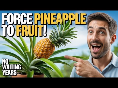 How to Grow Pineapples at Home (And the Simple Trick to Force Them to Fruit Fast)