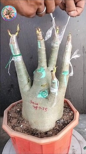 Ultimate Guide to Grafting Adenium (Desert Rose)