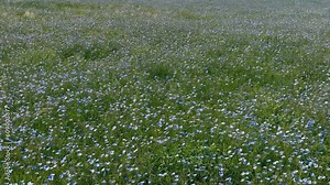 linen field - linum usitatissimum. Massively blooming of Flax in large areas of the dry steppe. Blue flax flowers swaying in the wind. Insect pollinators fly in front of the camera. Slow motion video
