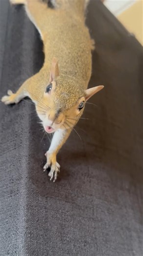 Squirrel barking ❤️❤️ #squirrelwhisperer #wildanimals #squirrelrescue #funnyanimals #animallover #followers #wildlife #cuteanimals #squirrel #followerseveryone #squirrelrescue | Squirrel Whisperer