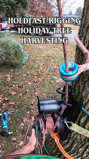 Rope Management Solutions on Instagram: "Happiest of Holidays to all of the tree riggers out there🌲🌲🌲 Today we are rigging out a Spruce and laying her over gently with two working lines to salvage her for our annual Christmas tree. ❄️❄️ 👊🏻👊🏻 Rig Safe! HOLD FAST!!! #rigging #rigginglife #arborist #arblife #ropelife #ropeaccess #treelife #riggingequipment #rigginggear #arboriculture #treerigging #holdfastrigging #holdfastriggingsystem"