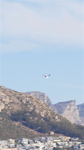 "The Springboks inspire me…’"🏉🇿🇦 #AfternoonExpress | Afternoon Express