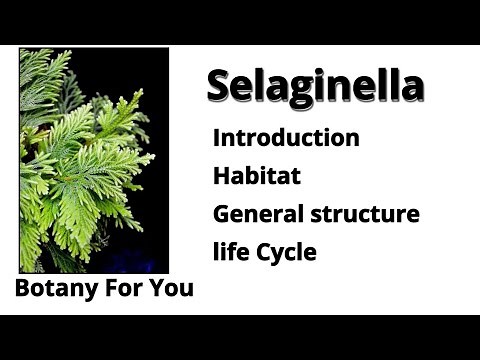 What is Selaginella| Introduction, habitat, structure and Life cycle| Botany For You