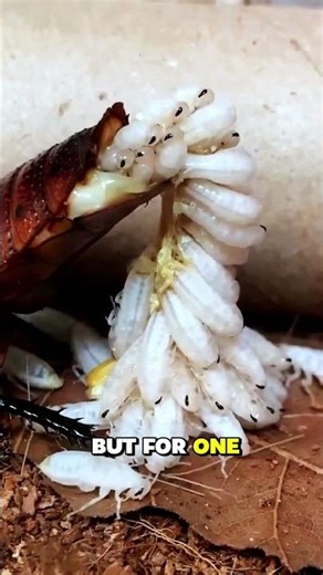 Termite Queen Laying Thousands of Eggs | Rare Underground Life of Termites