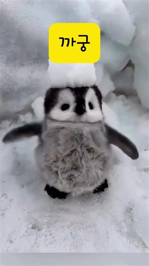 이게 진짜 펭귄? 털복숭이 아기 펭귄의 역대급 심쿵 모먼트 (까꿍)#shorts