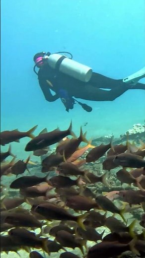 Perfect Diving in Maui w/ Turtles & Sea Lions!