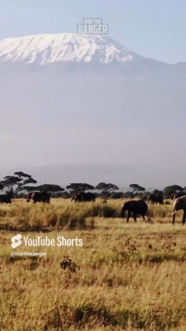 Elephants Marching Across Kilimanjaro With Majestic Power