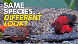 4.2K views · 266 reactions | The Panama Fruit Feeder Cam hosts a diverse array of colorful, tropical bird species. But did you know that males and females of certain species look quite different? Let's shine a spotlight on three of these "sexually dimorphic" species that commonly visit the feeders and learn more about their characteristics! Watch for them LIVE at AllAboutBirds.org/PanamaFeeders | Bird Cams | Facebook