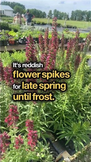 Learn how to incorporate Red Feathers Coral Bells into your garden landscape! 🌿