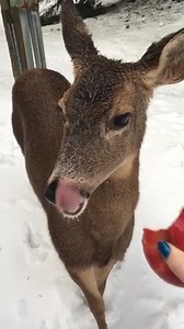 This deer near Lake Merwin in Amboy, Washington doesn't mind the snow, and even got a snack! Thank you Christine Donahue for sharing via Chime In. Chime in with your weather photos and videos: https://katu.com/chimein The latest as the snow melts in Oregon and SW Washington: https://katu.com/news/local/roads-improving-crews-making-progress-on-restoring-power-after-winter-storm | KATU News