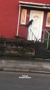 94K views · 6.7K reactions | Si son burlones 藍 #reelsvideoシ #comediahumor #gatosdivertidos #carcajada #cat | El FLAQUITO | Facebook