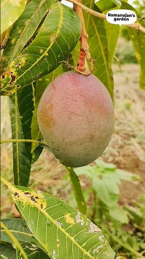 Haden mango explanation by Akshahanthrey reddy (pandu). Ramanujan's garden