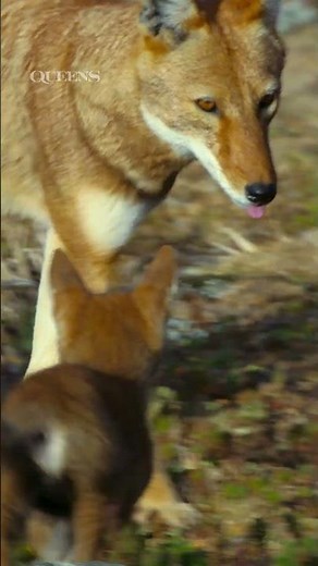 30 Seconds of Baby Ethiopian Wolves! 🐺 | ‪@natgeokids‬