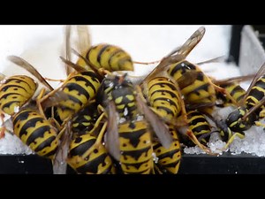 Honey Bees at the Mercy of Yellow Jacket Wasps In Cold Weather Dry Sugar Feeding