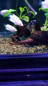 Very RARE! Sumatra Datnoid 🐟Only two left! https://www.natureaquariums.com.au/products/indo-datnoid-12cm?_pos=1&_psq=datnoid&_ss=e&_v=1.0 #fishkeepinghobby #aquariumfish #aquascaping #Melbourne #aquarium | Nature Pets & Aquariums